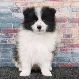 Pomeranian