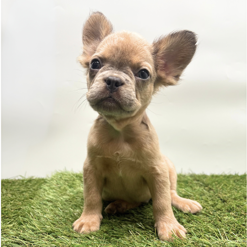pet breed image