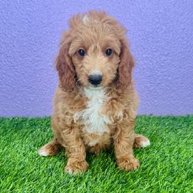 2nd Gen Mini Goldendoodle