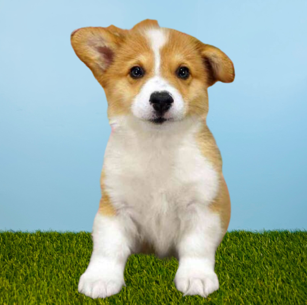 Male Pembroke Welsh Corgi Puppy for Sale in Tolleson, AZ