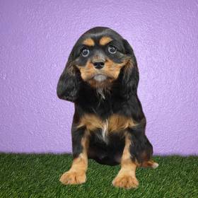 Cavalier King Charles Spaniel