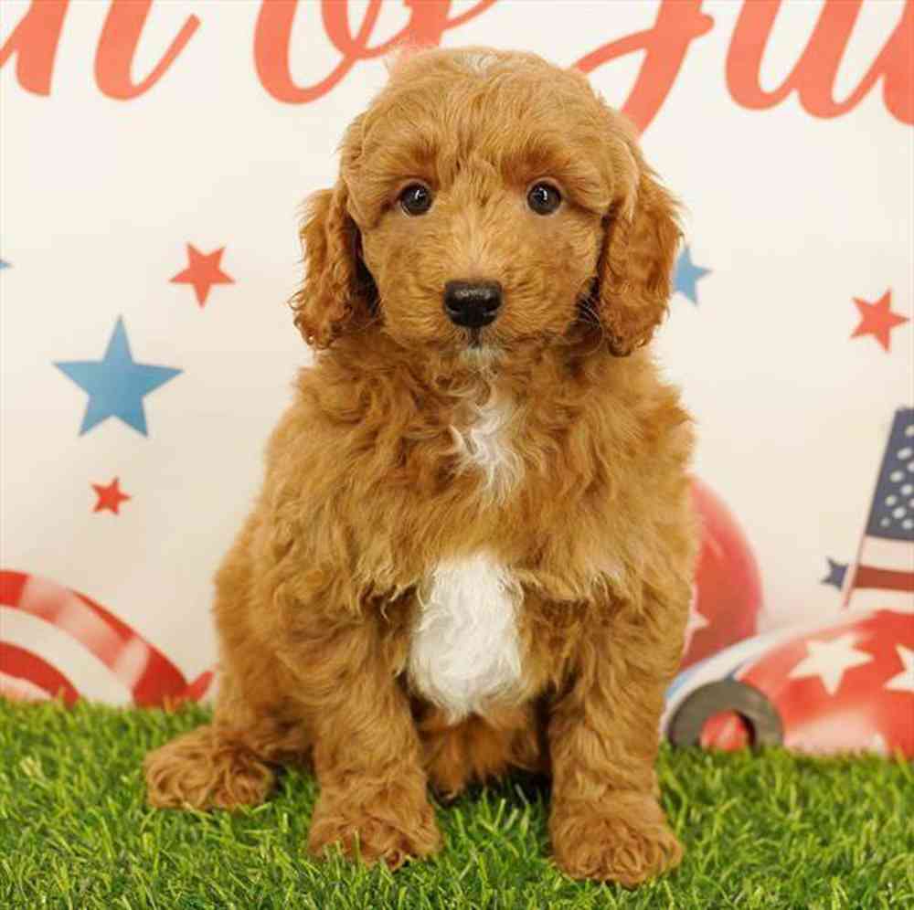 Image of a pet breed in the gallery
