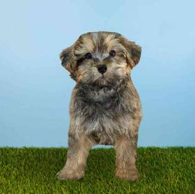 Yorkie-Poo