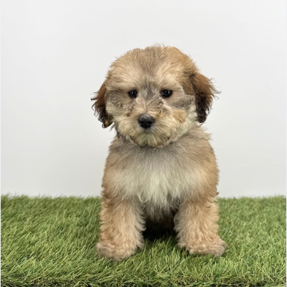 Image of a pet breed in the gallery