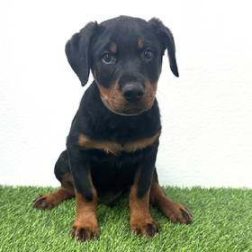 Rottweiler