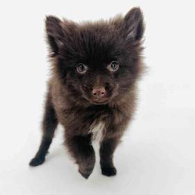 Pomeranian