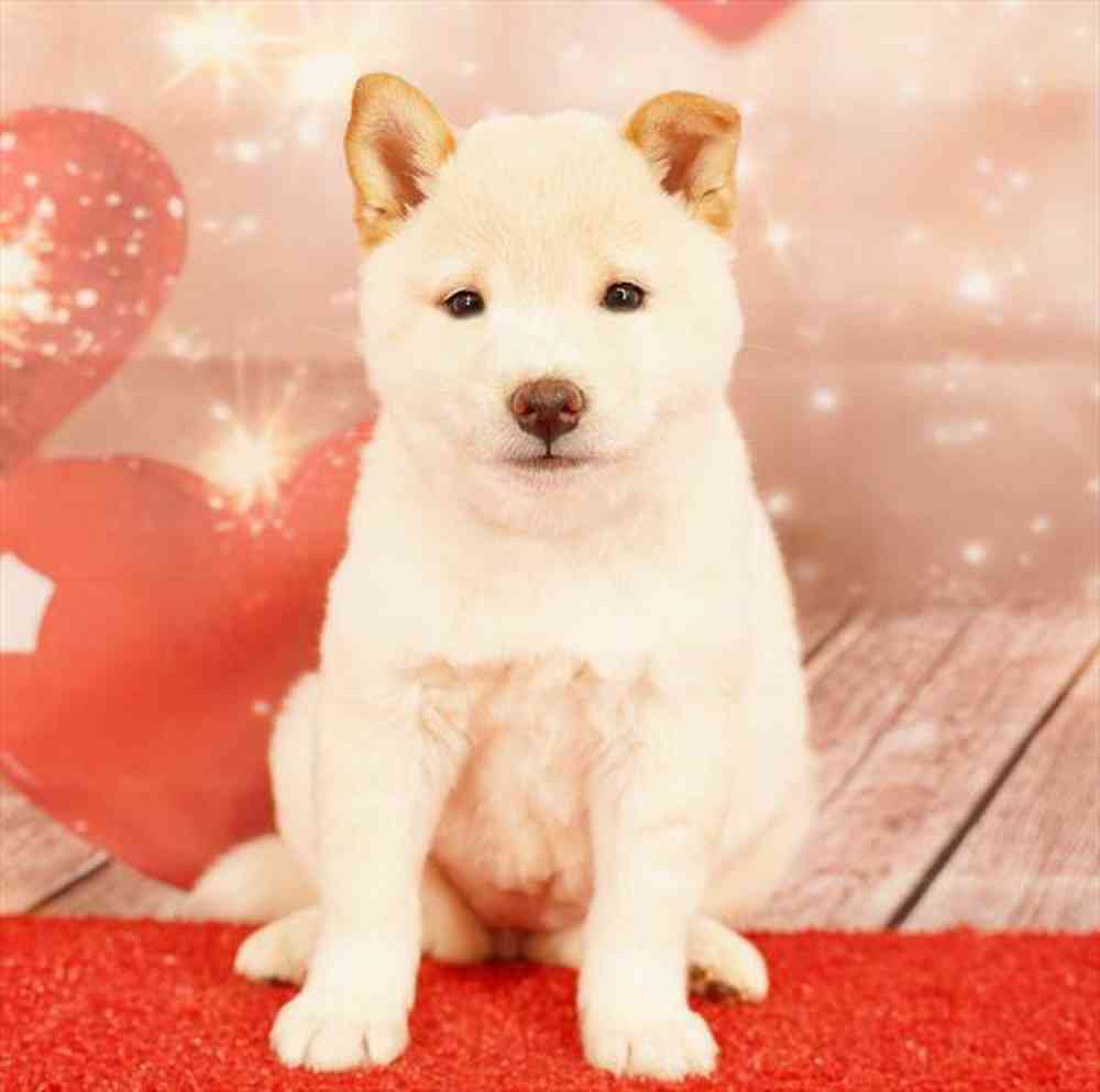 Image of a pet breed in the gallery