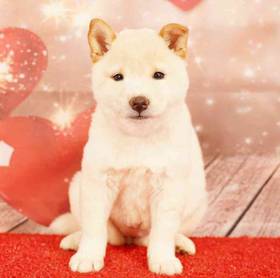 Shiba Inu