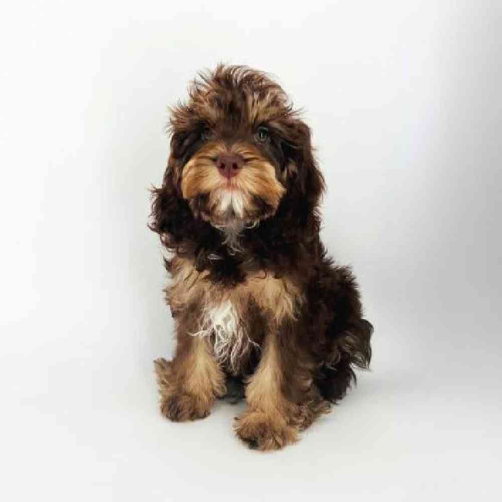 Male Cockapoo Puppy for Sale in Tolleson, AZ