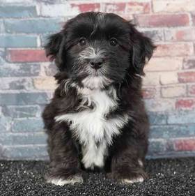 Havanese