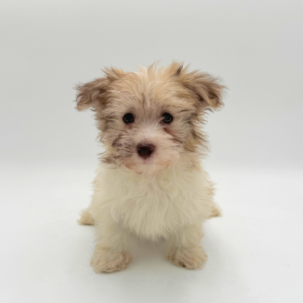 Image of a pet breed in the gallery