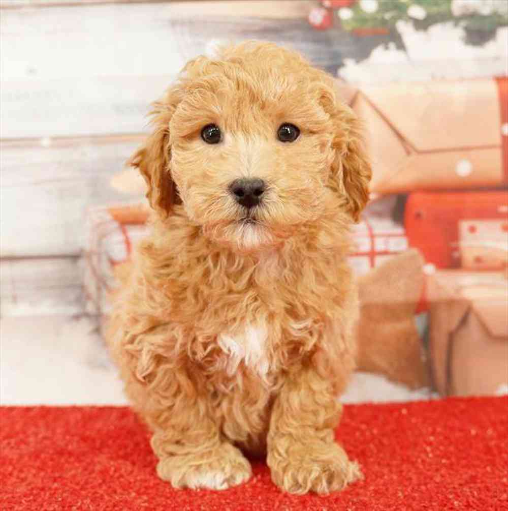 Image of a pet breed in the gallery