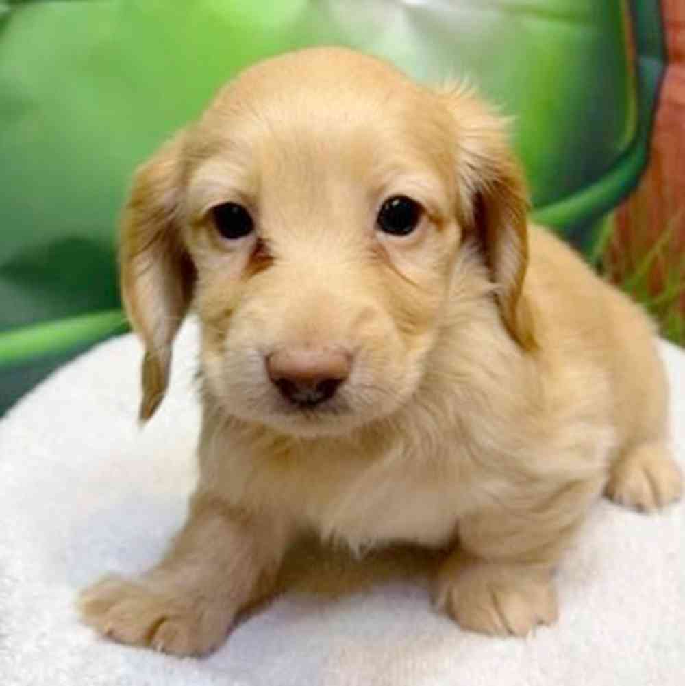 Image of a pet breed in the gallery