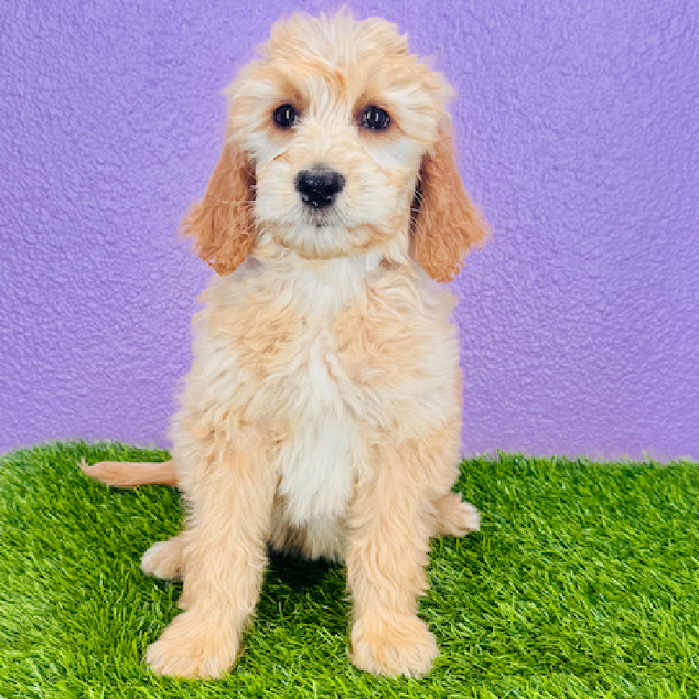 carousel pet images