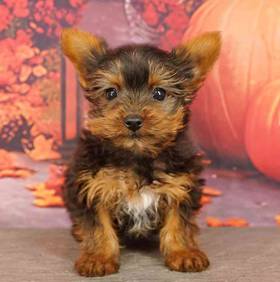 Yorkie