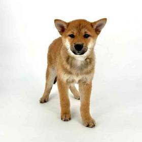 Shiba Inu