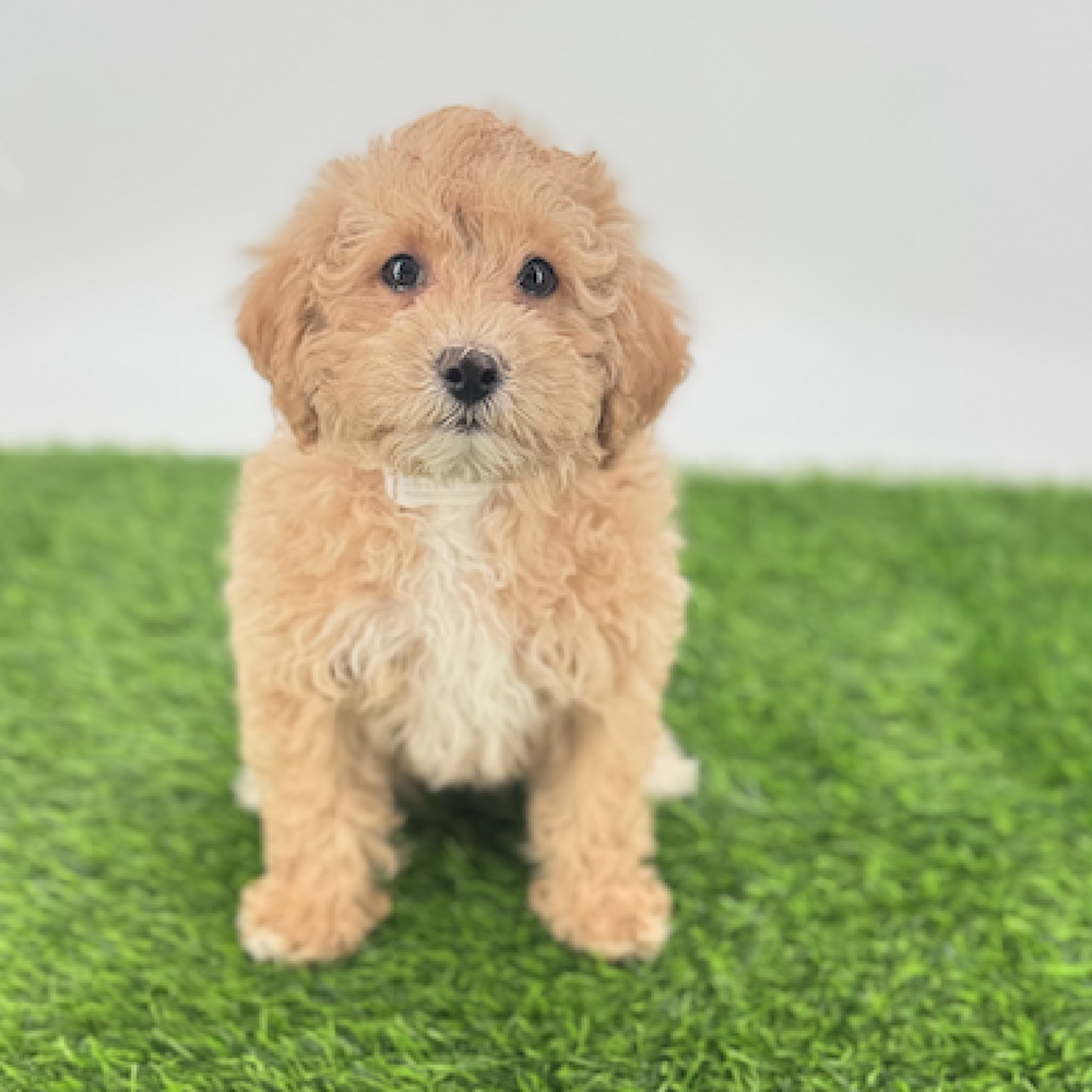 Image of a pet breed in the gallery