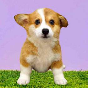 Pembroke Welsh Corgi