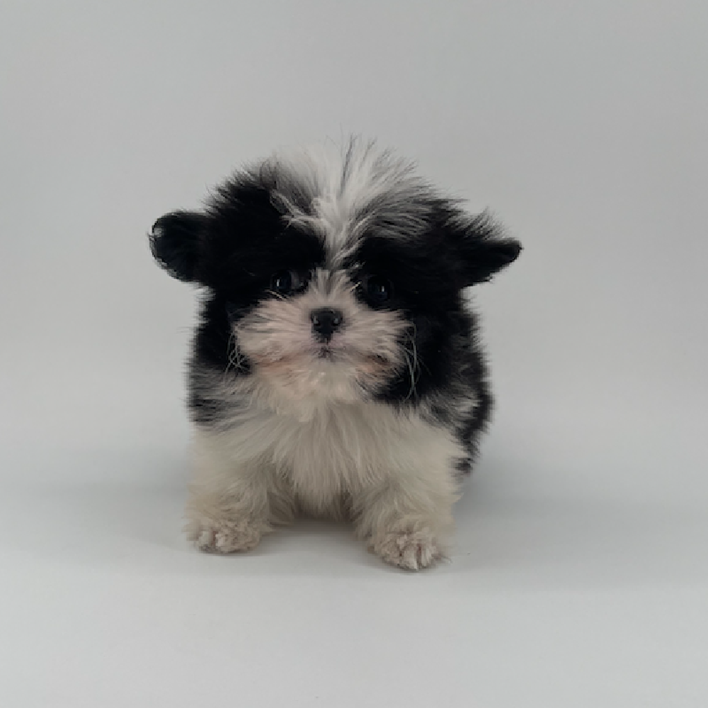 pet breed image