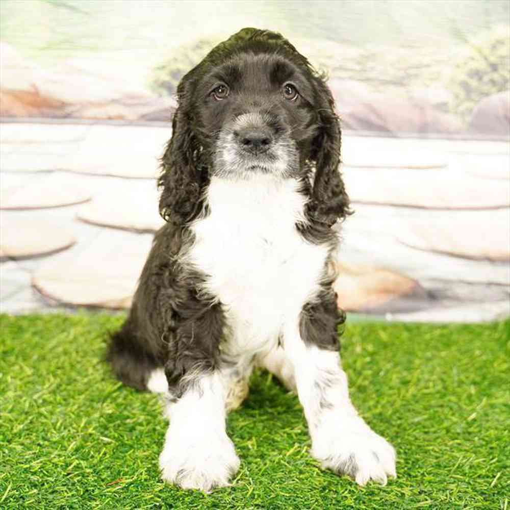 Image of a pet breed in the gallery