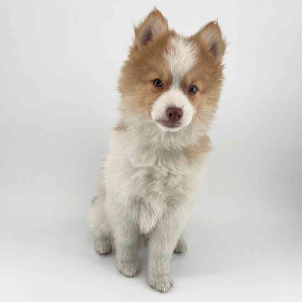 pet breed image