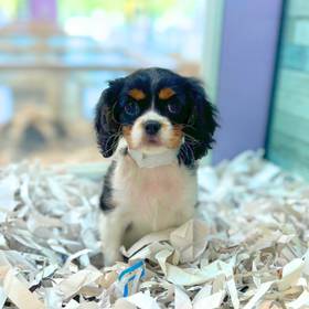 Cavalier King Charles Spaniel