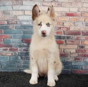 Pomsky