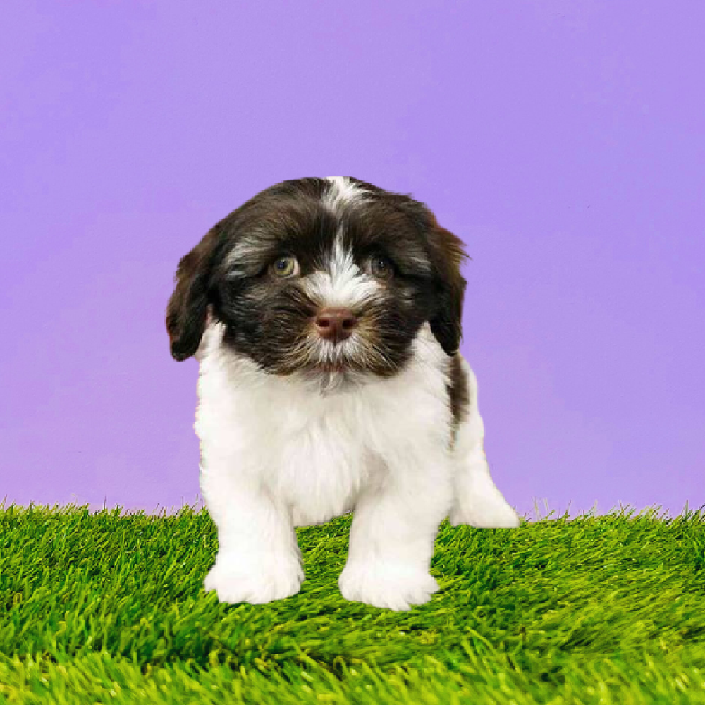 Male Havanese Puppy for Sale in Marietta, GA