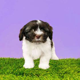 Havanese