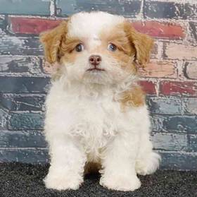 Shizapoo