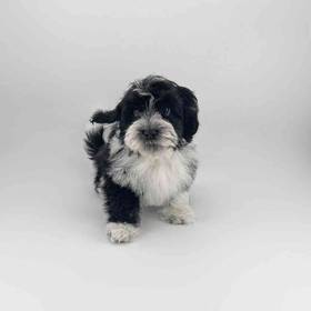 Havanese