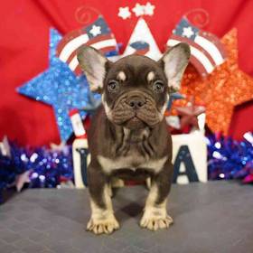 French Bulldog
