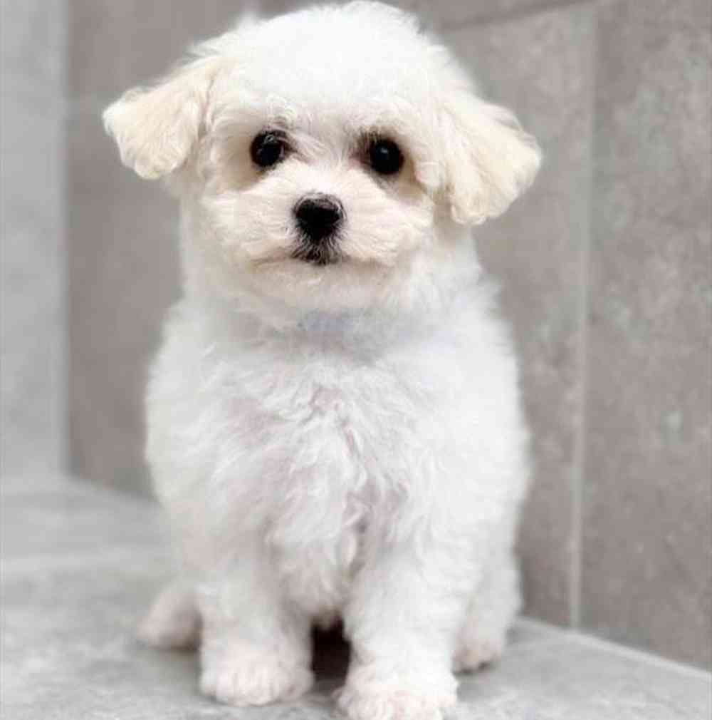 pet breed image