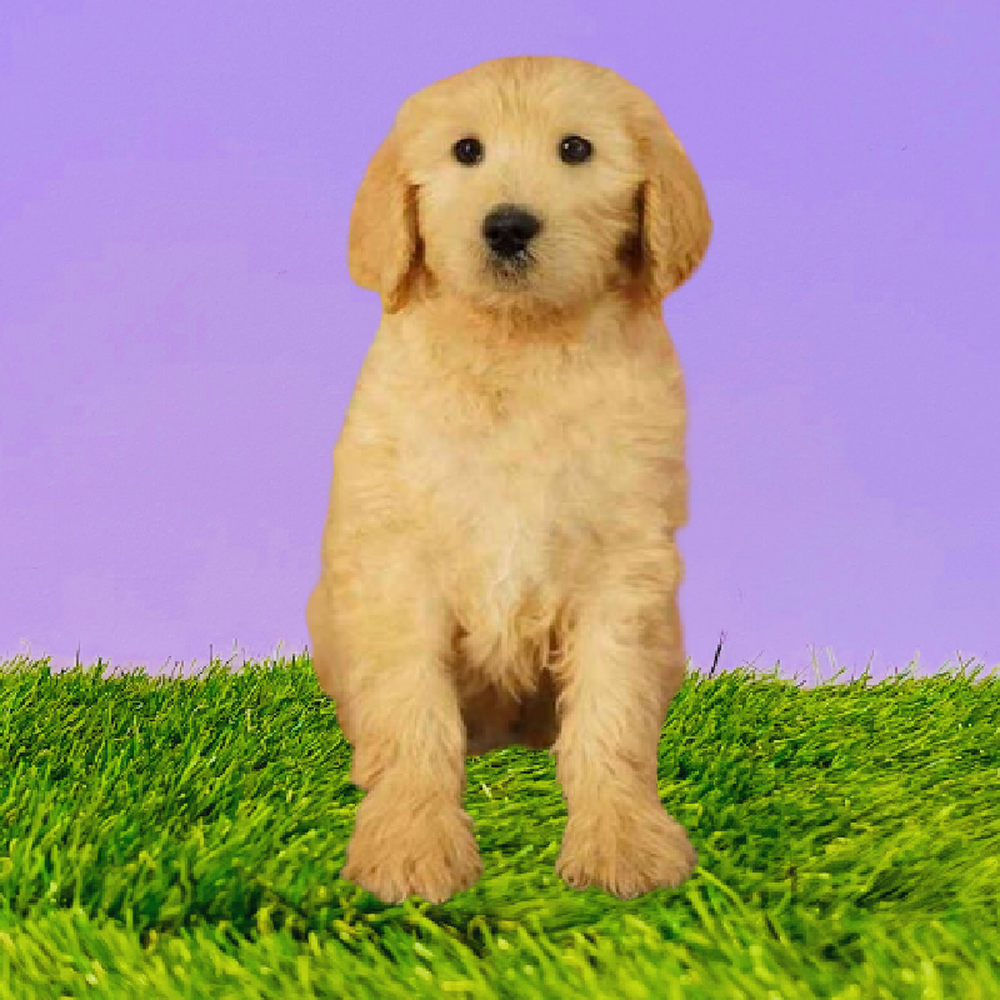 Female 2nd Gen Standard Goldendoodle Puppy for Sale in Marietta, GA
