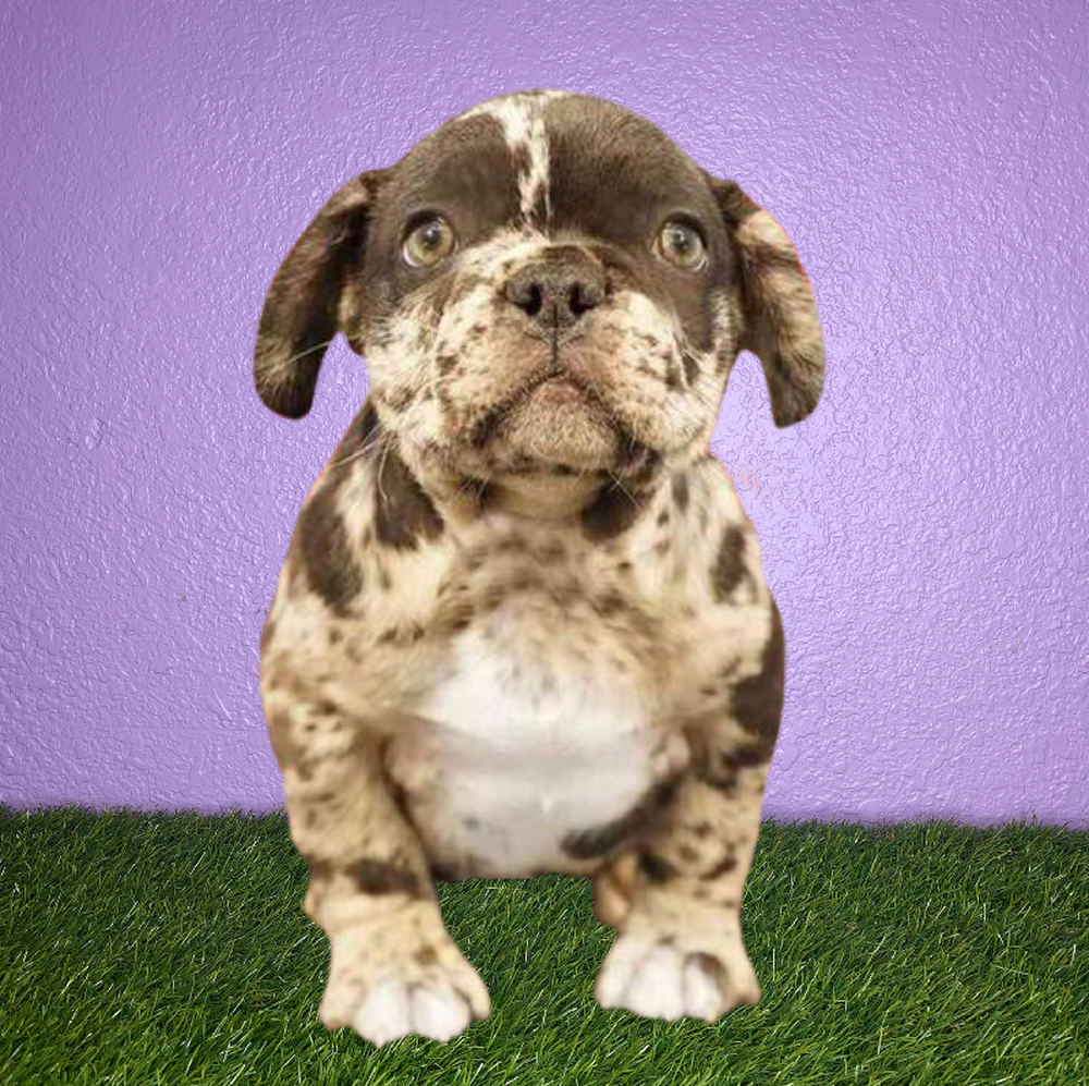 carousel pet images