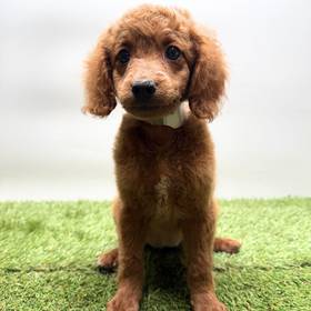 Cavapoo