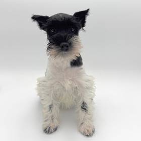 Mini Schnauzer