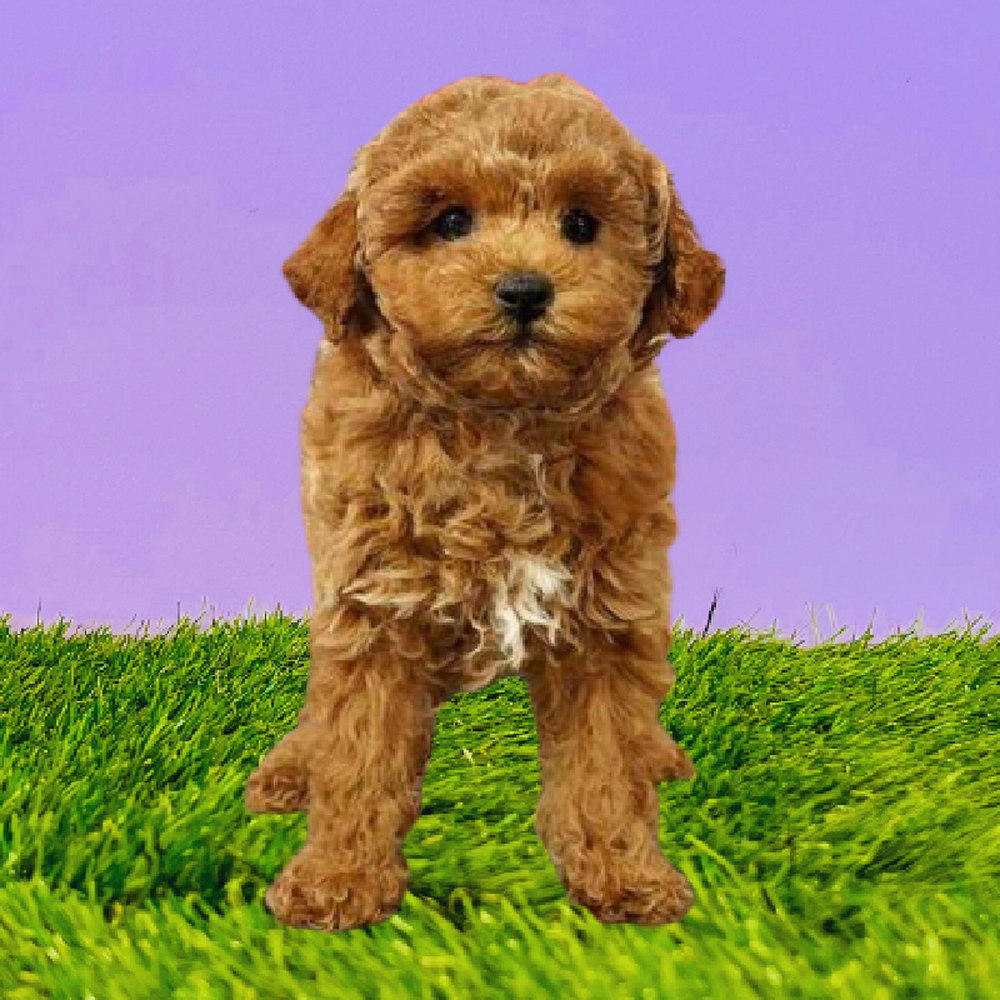 Female Poodle Puppy for Sale in Marietta, GA