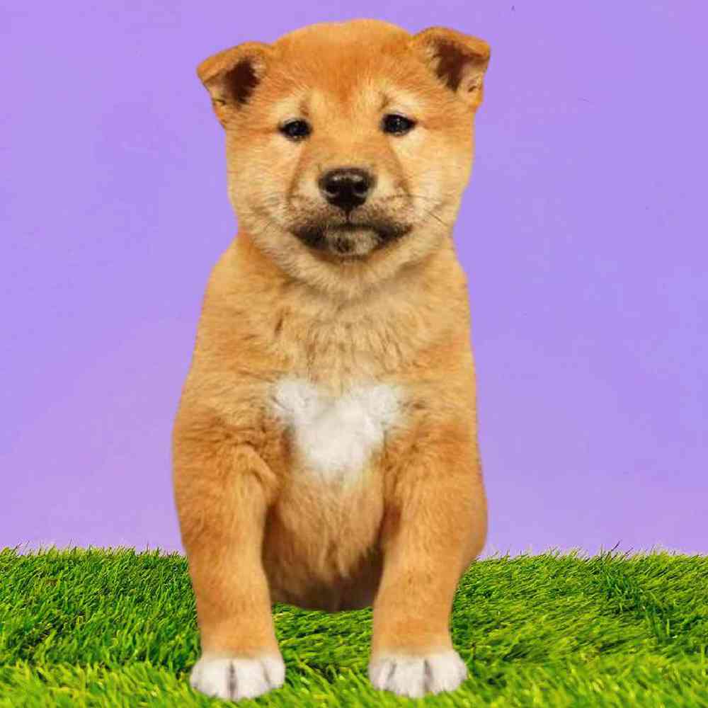 Male Shiba Inu Puppy for Sale in Puyallup, WA