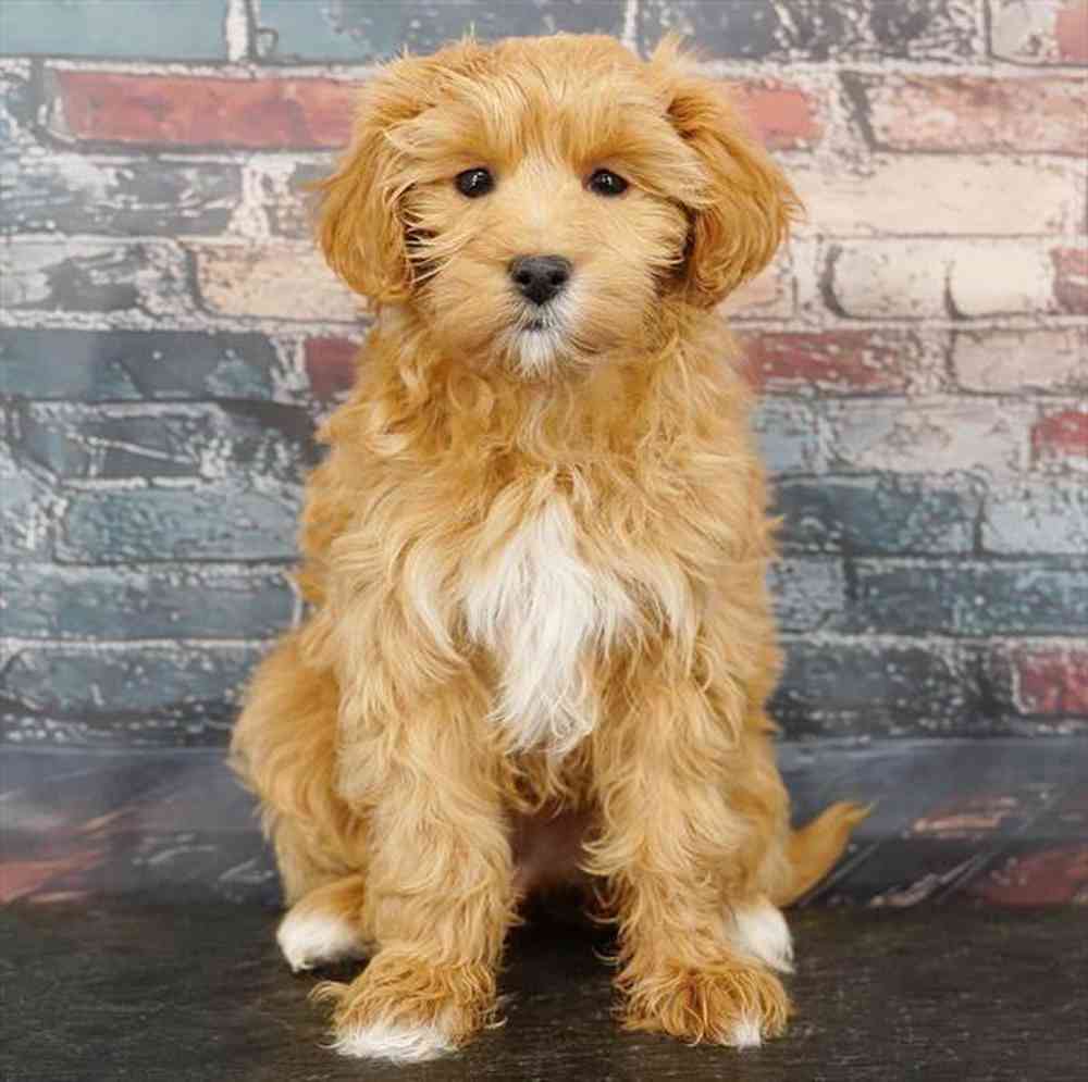 Image of a pet breed in the gallery