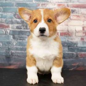 Pembroke Welsh Corgi