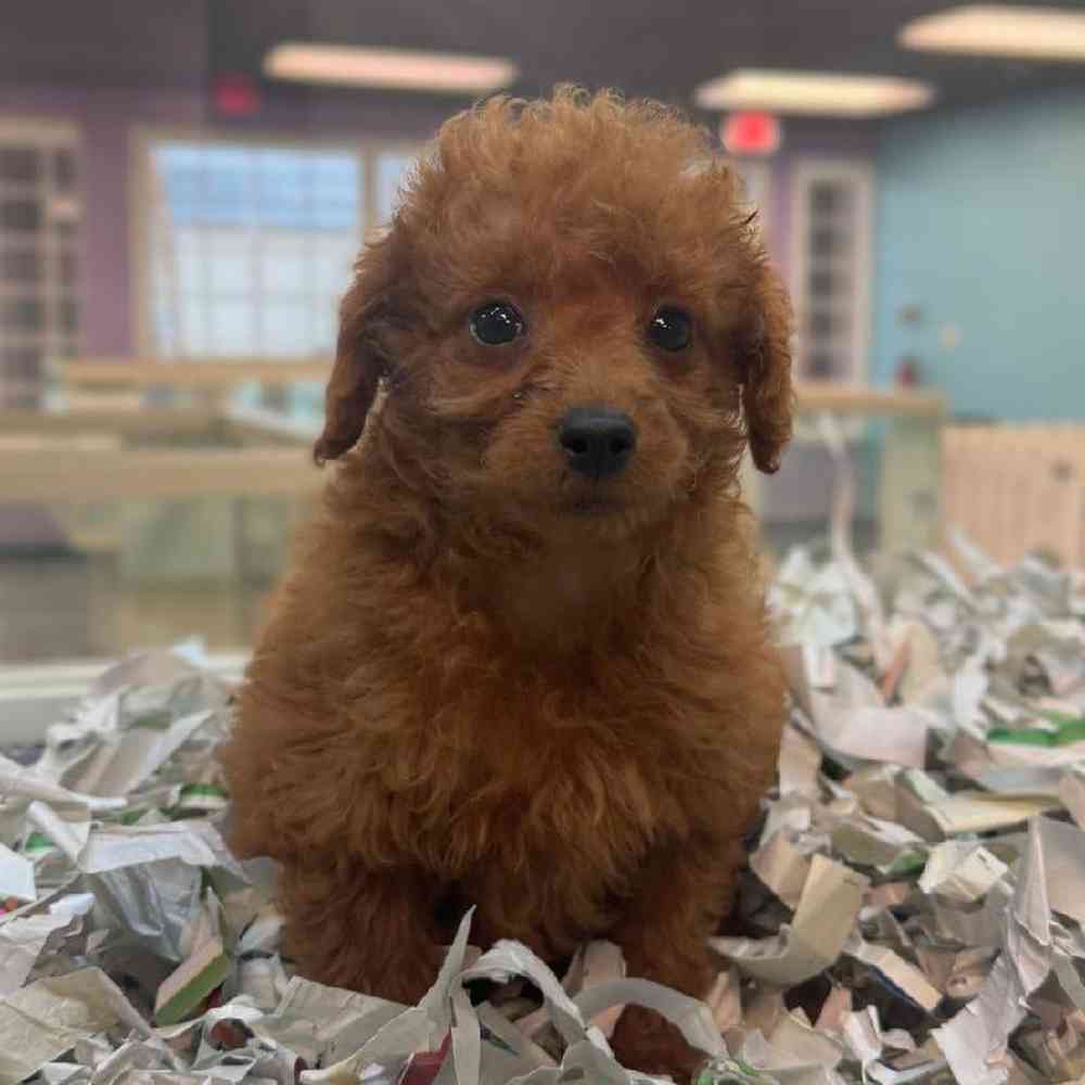 carousel pet images