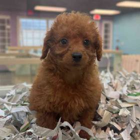 2nd Gen Mini Goldendoodle