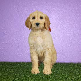 2nd Gen Standard Goldendoodle