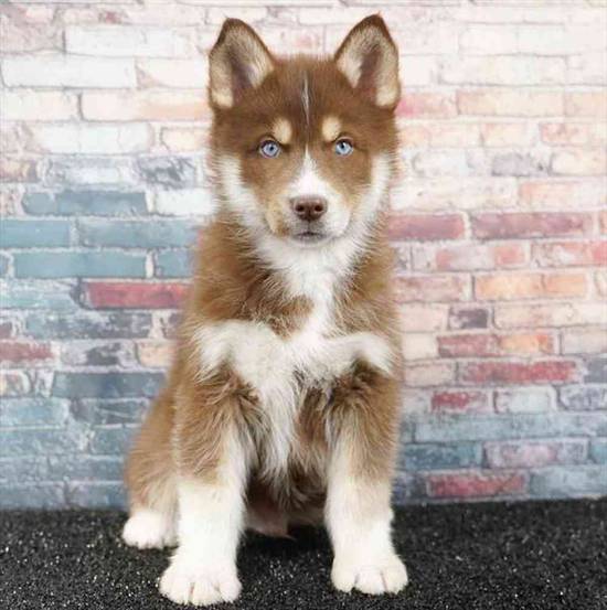 Pomsky