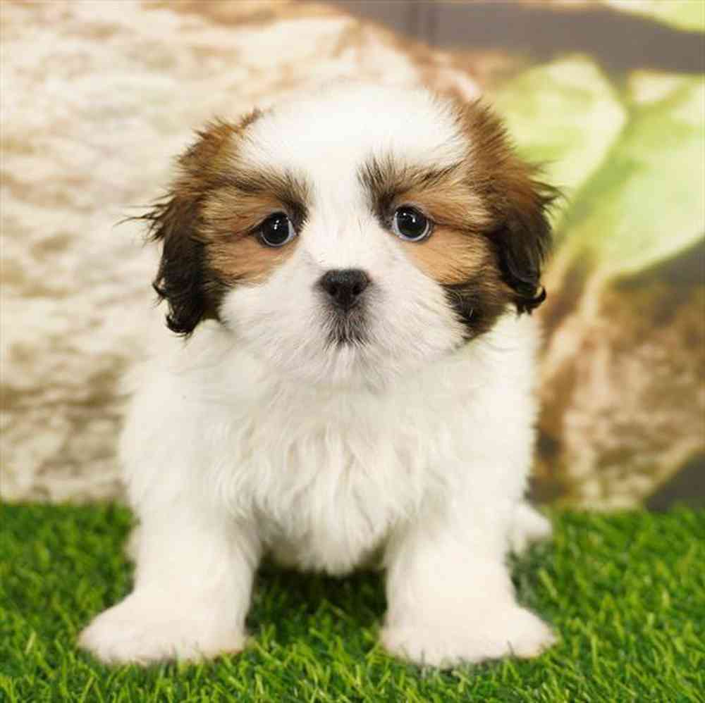 pet breed image