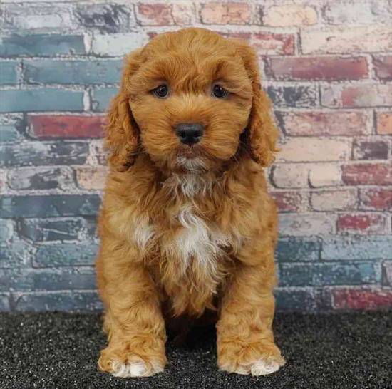 Cockapoo