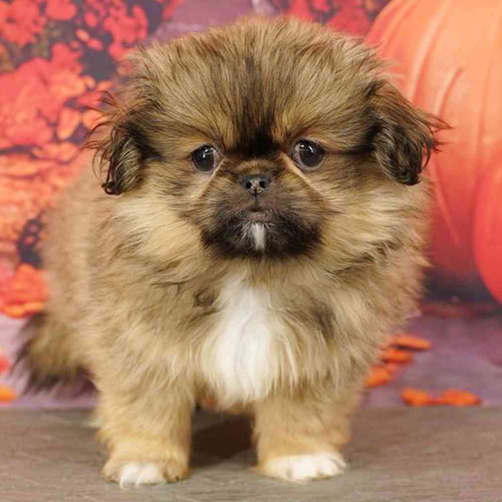 Image of a pet breed in the gallery