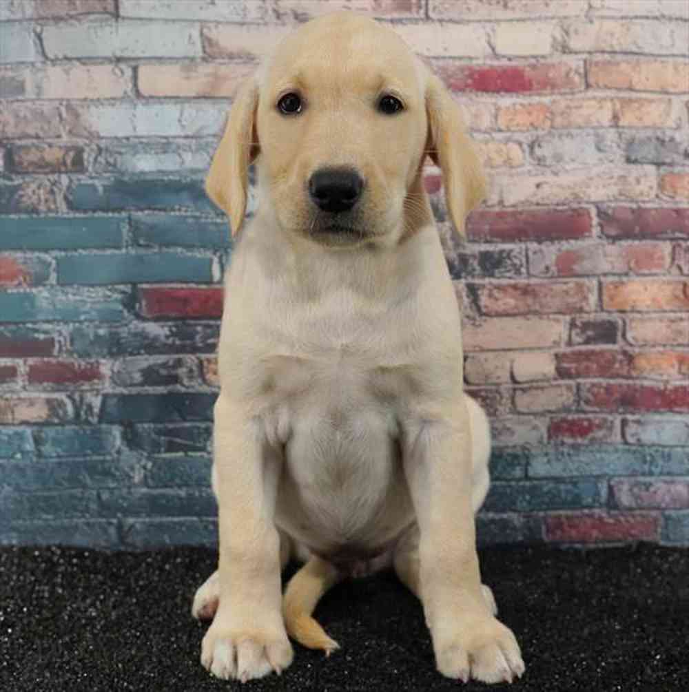 Image of a pet breed in the gallery