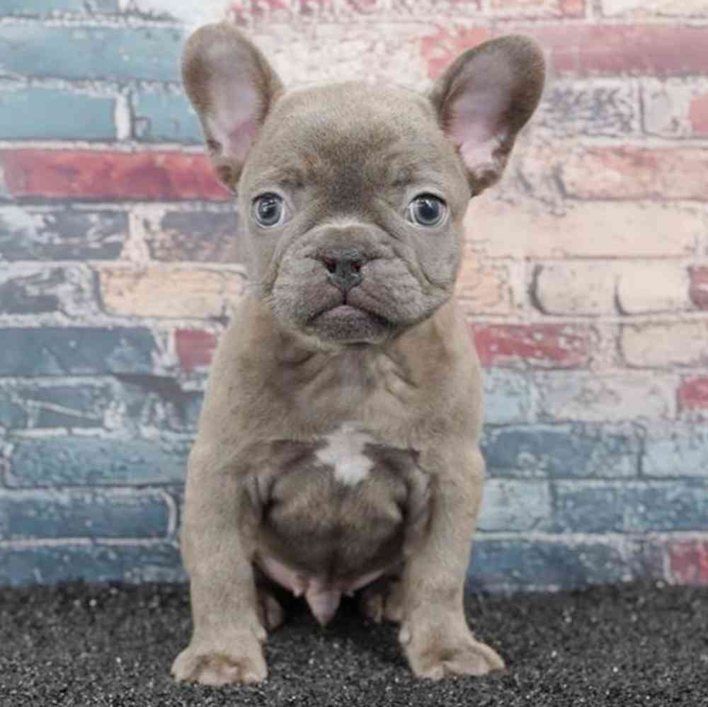 Image of a pet breed in the gallery